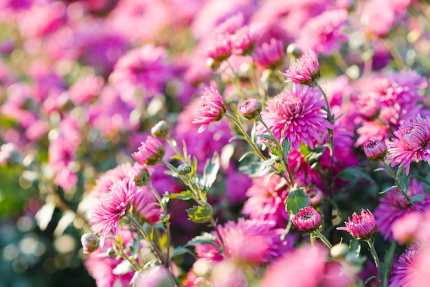 Fleurs de chrysanthème rose vif sur une journée ensoleillée dans le jardin, selective focus