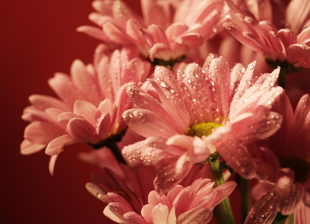 Fleurs de chrysanthème rose