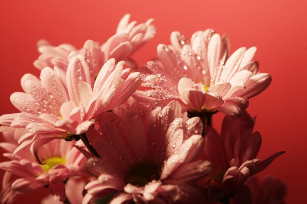 Fleurs de chrysanthème rose