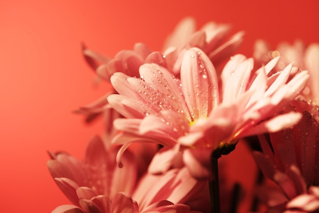 Fleurs de chrysanthème rose