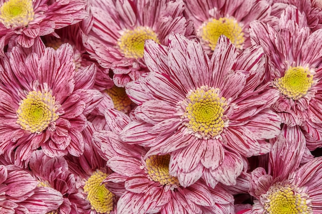 Fleurs de chrysanthème rose