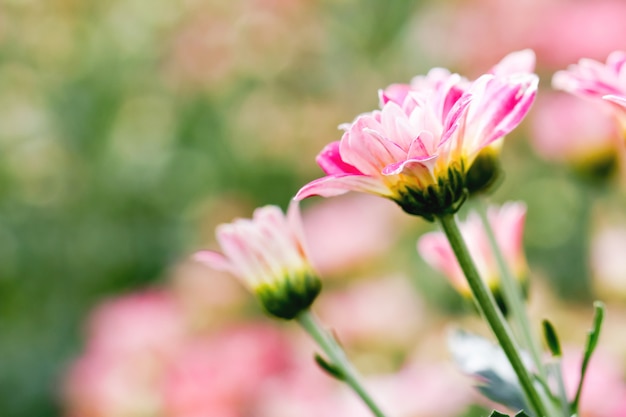 Fleurs de chrysanthème rose