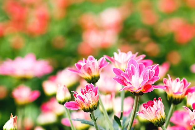 Fleurs de chrysanthème rose