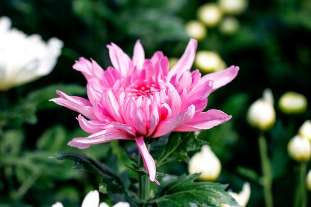 Fleurs de chrysanthème rose