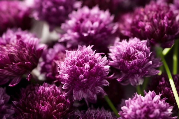 Fleurs de chrysanthème violet comme gros plan d'arrière-plan