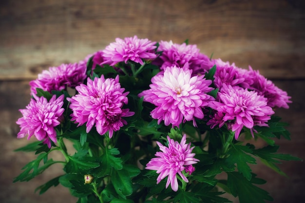 Fleurs de chrysanthème violet gros plan sur fond de bois foncé