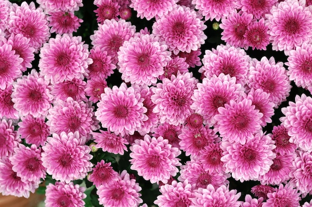 Fleurs de chrysanthème violet pâle dans le jardin