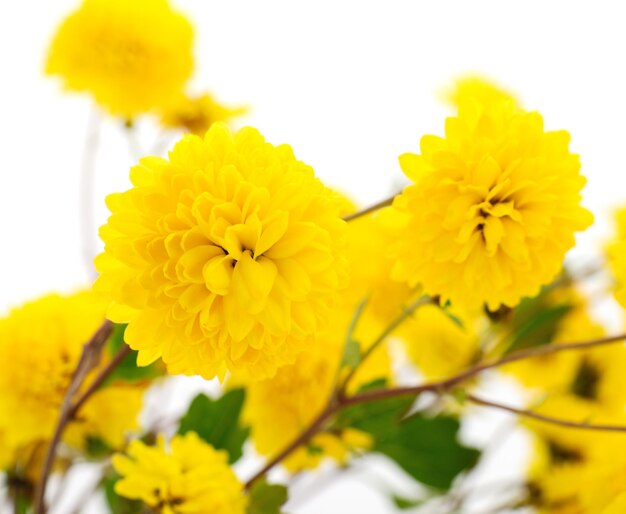 Fleurs de chrysanthème