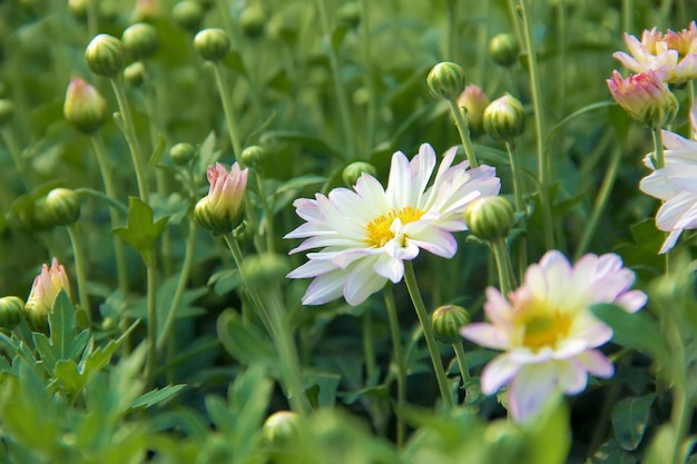 fleurs de chrysanthèmes blancs