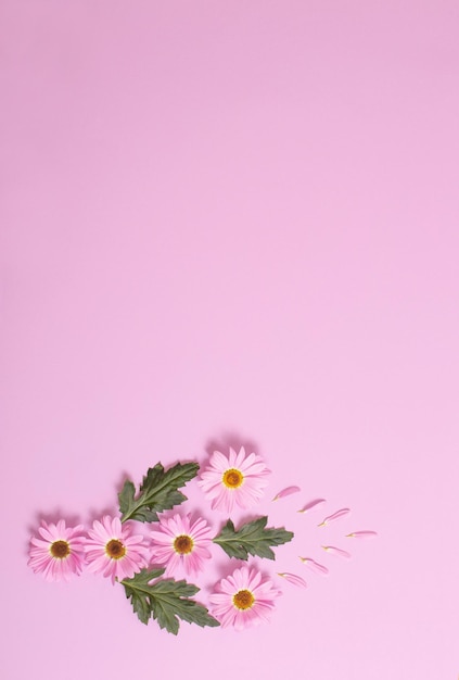 Fleurs de chrysanthèmes sur fond de papier rose