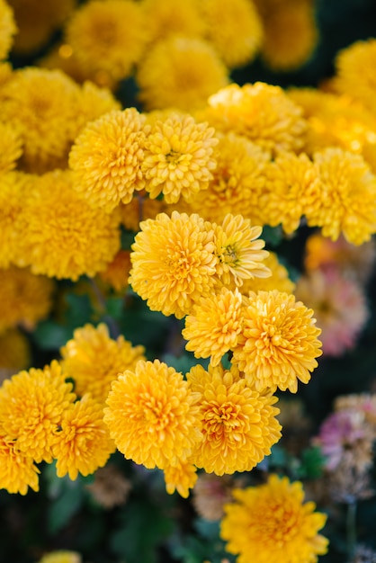 Fleurs de chrysanthèmes jaunes fleurissent dans le jardin d'automne