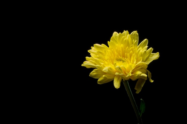 Fleurs de chrysanthèmes jaunes