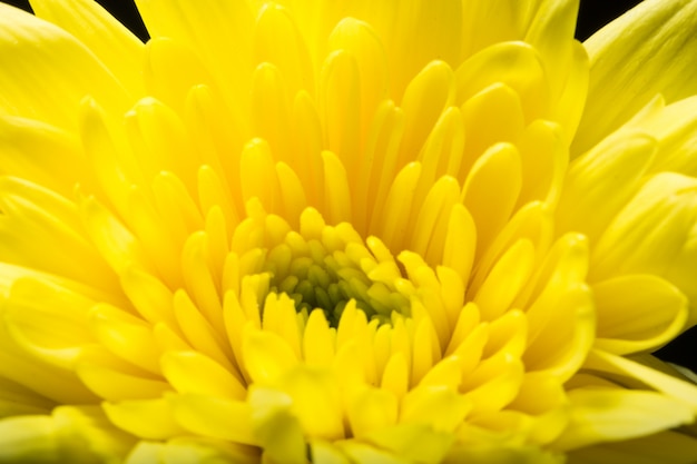 Fleurs de chrysanthèmes jaunes