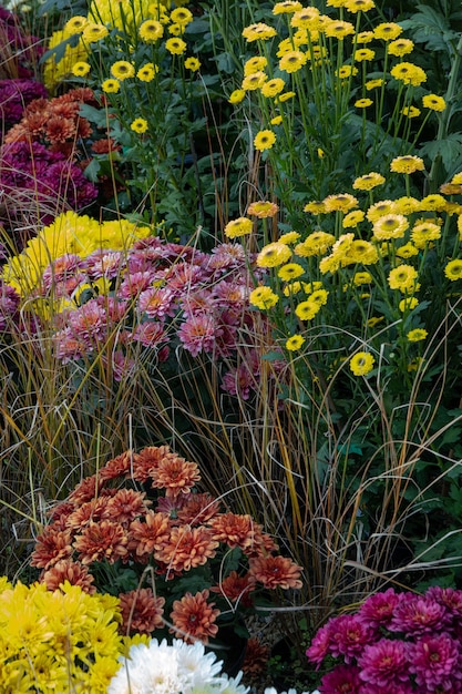 Fleurs de chrysanthèmes Saison de floraison des chrysanthèmes