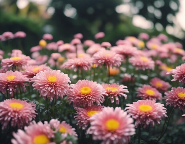 Photo des fleurs de chrysanthèmes