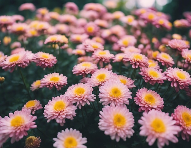 Photo des fleurs de chrysanthèmes