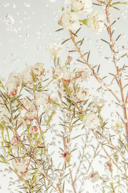 Fleurs de cire blanche fraîche dans l'eau recouverte de bulles d'air