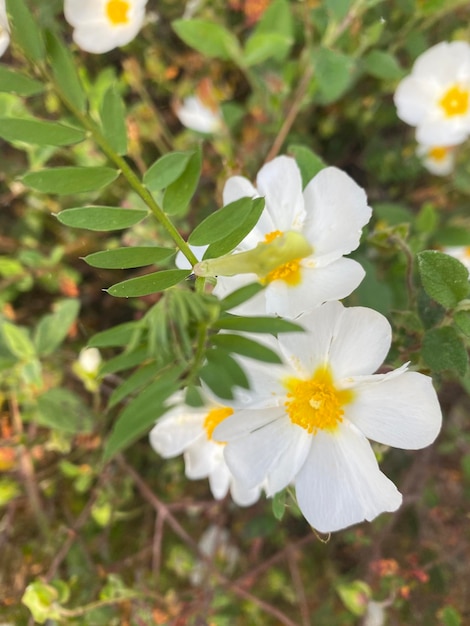 Fleurs de ciste en Espagne Fleurs sauvages blanches Belles fleurs au printemps dans le champ