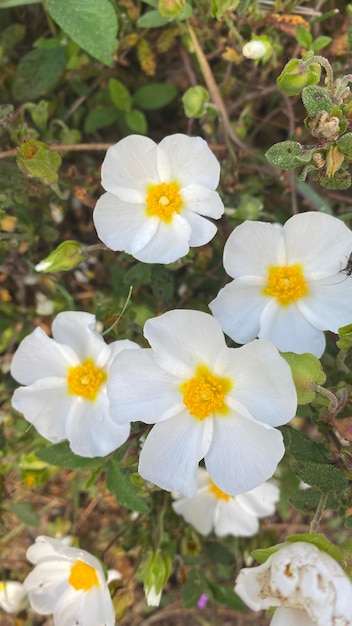 Fleurs de ciste en Espagne Fleurs sauvages blanches Belles fleurs au printemps dans le champ