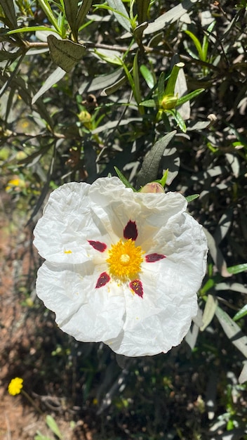 Fleurs de ciste en Espagne Fleurs sauvages blanches Belles fleurs au printemps dans le champ