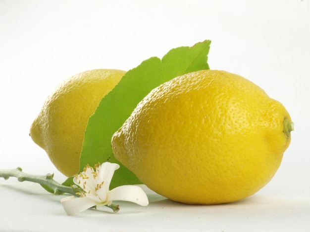 Fleurs de citron et fruits de citron