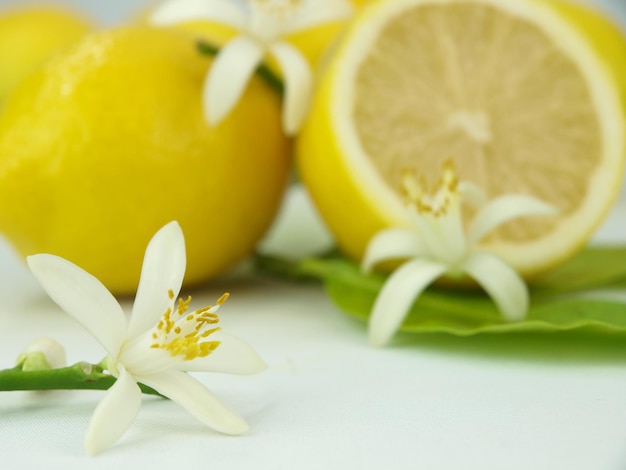 Photo fleurs de citron et fruits de citron