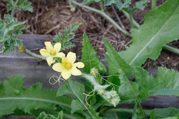 fleurs de citrouille dans le jardin