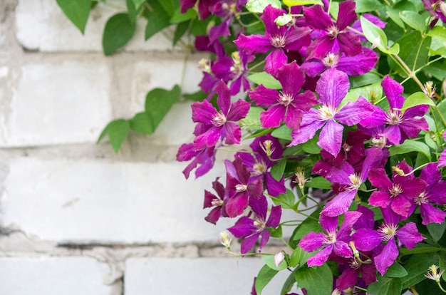 Des fleurs de clématite sur un fond de mur de briques. Clematis violet