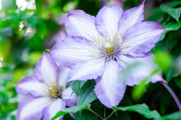 Fleurs de clématites au feuillage vert