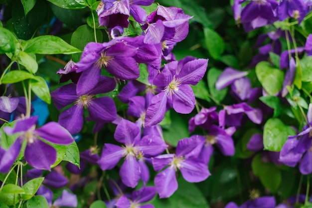 Fleurs de clématites en fleurs sur un fond de feuillage vert Saison d'été Juin Fond naturel Plantes à tisser Une haie