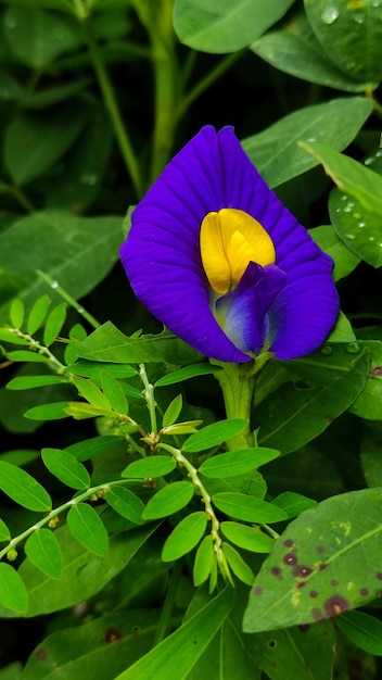 Les fleurs de Clitoria ternatea sont d'un très beau violet