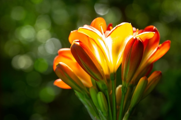 Fleurs de clivia orange ou lis natal dans un jardin