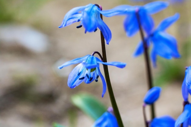 Photo fleurs de cloche bleue bouchent photo macro