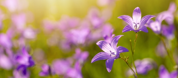 Fleurs de cloche lilas tendres sur le terrain par temps ensoleillé en été. Photo grand écran, espace de copie, fond floral.