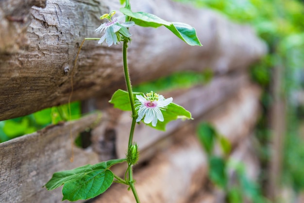 fleurs sur une clôture en bois