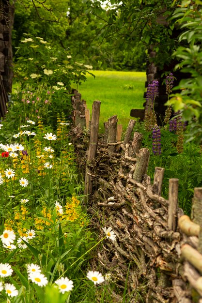 Fleurs sur la clôture. Marguerites. Beau jardin fleuri