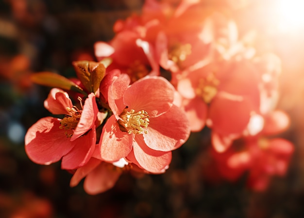 Fleurs de coing japonais. Chaenomeles, petites fleurs rouges au printemps