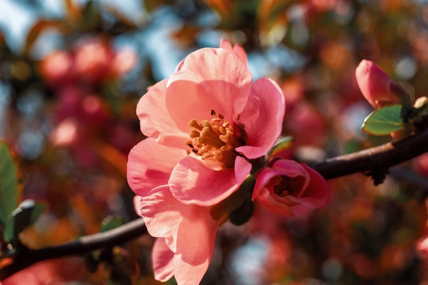 Fleurs de coing japonais