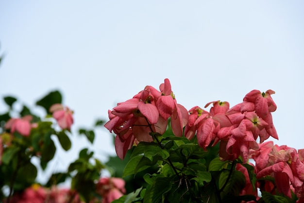 Fleurs colorées sur les arbres et les feuilles.