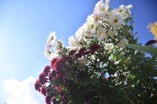 Fleurs colorées de l'aster annuel dans le jardin