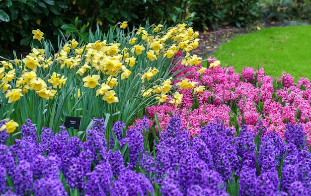 Fleurs colorées au jardin printanier de Keukenhof, aux Pays-Bas.