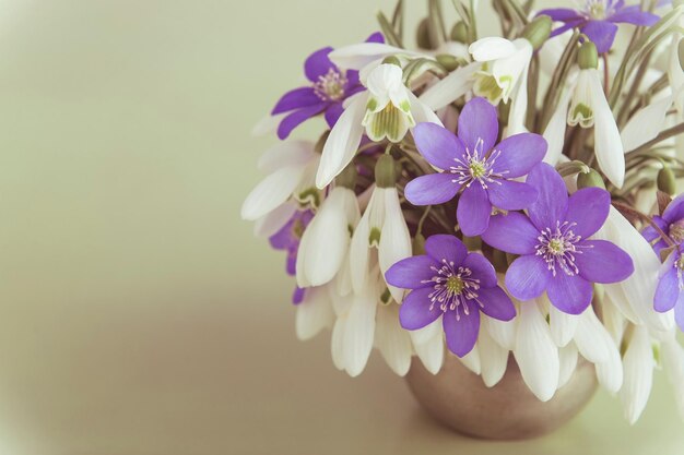 Photo des fleurs colorées au printemps 277