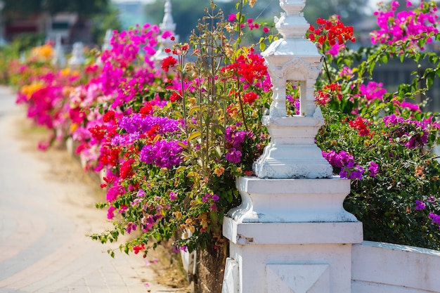 Fleurs Colorées En Bougainvilliers Dans La Rue