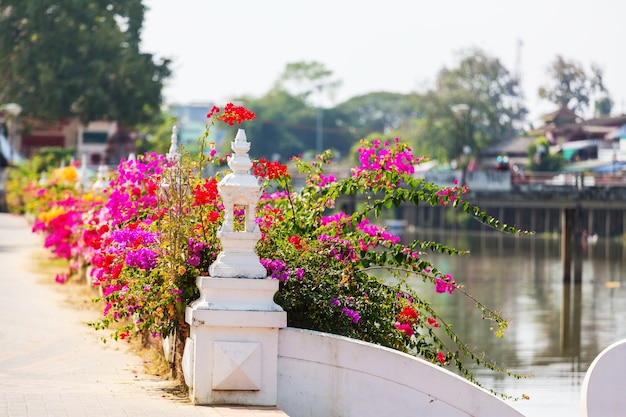 Fleurs colorées en bougainvilliers dans la rue