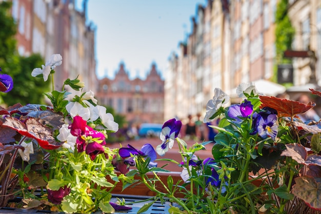 Fleurs colorées contre les bâtiments de la rue flou