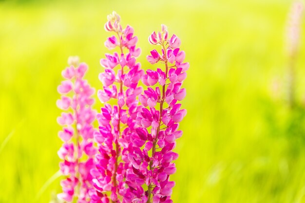 Photo fleurs colorées dans le champ au coucher du soleil