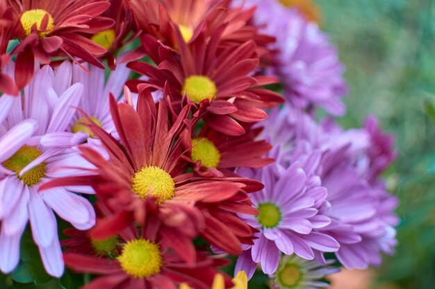 Des fleurs colorées dans le champ de près