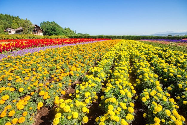 Fleurs colorées dans le domaine et le ciel bleu.