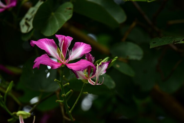 Fleurs colorées dans le jardin.