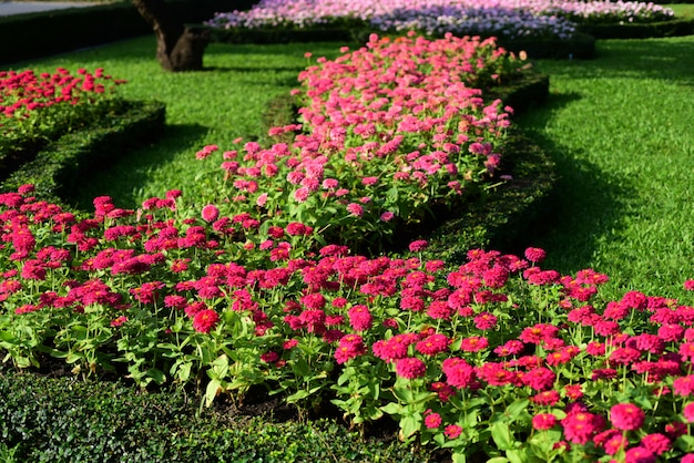 Fleurs colorées dans le jardin